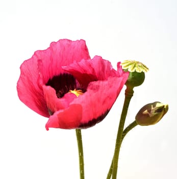 Opium poppy,Papaver somniferum is an intoxicant and a useful and medicinal plant.