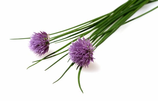 Chives,Allium schoenoprasum,are an important medicinal and medicinal plant. The herb is also used in the Frankfurt green sauce.