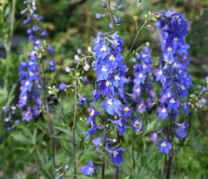 Larkspur,Delphinium elatum,is a beautiful perennial plant with blue flowers.