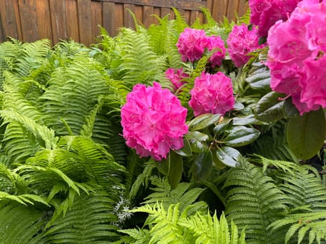 Rhododendron Germania is an evergreen dwarf wood that produces beautiful flowers in spring.