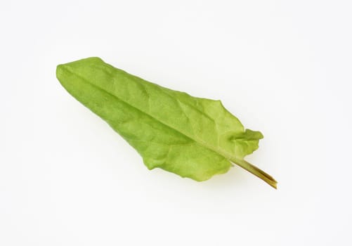 Sorrel,Rumex acetosa,is a vegetable and medicinal plant that also occurs wild on meadows.
