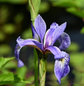 The Siberian Iris,Iris sibirica,is a medicinal plant and a water and marsh plant with blue flowers. It is also often wild.