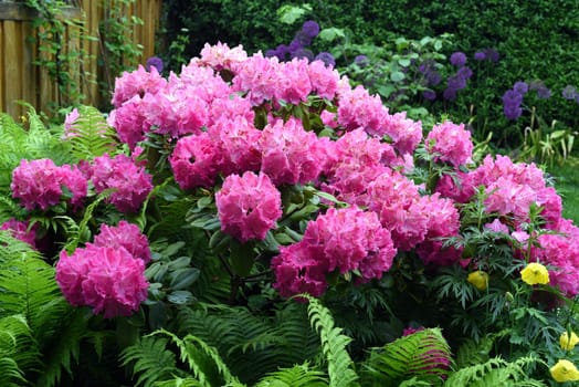 Rhododendron Germania is an evergreen dwarf wood that produces beautiful flowers in spring.