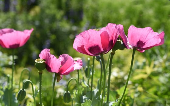 Opium poppy,Papaver somniferum is an intoxicant and a useful and medicinal plant.