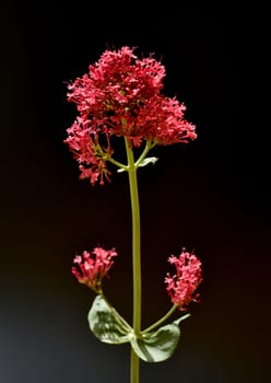 Spornflower,Centranthus ruber is an attractive and insect-loving flower.