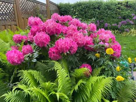 Rhododendron Germania is an evergreen dwarf wood that produces beautiful flowers in spring.