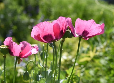 Opium poppy,Papaver somniferum is an intoxicant and a useful and medicinal plant.