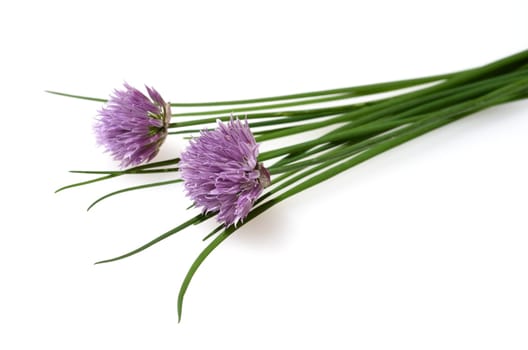 Chives,Allium schoenoprasum,are an important medicinal and medicinal plant. The herb is also used in the Frankfurt green sauce.