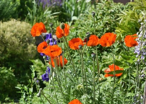 Turkish poppy,Papaver orientale,is a very decorative balcony and potted plant with red flowers.