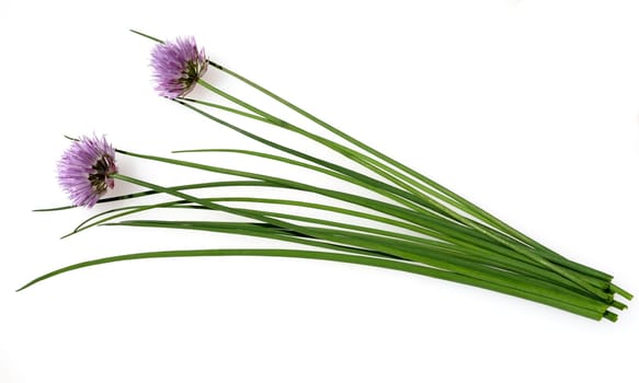 Chives,Allium schoenoprasum,are an important medicinal and medicinal plant. The herb is also used in the Frankfurt green sauce.