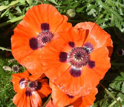 Turkish poppy,Papaver orientale,is a very decorative balcony and potted plant with red flowers.