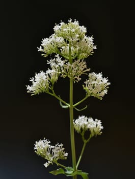 Spornflower,Centranthus ruber is an attractive and insect-loving flower.