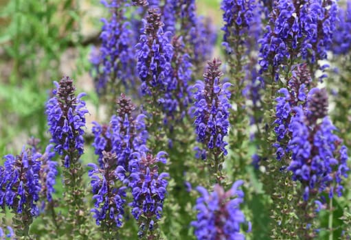 Steppe sage,Salvia nemorosa,is an attractive perennial plant with blue flowers for a rock garden.
