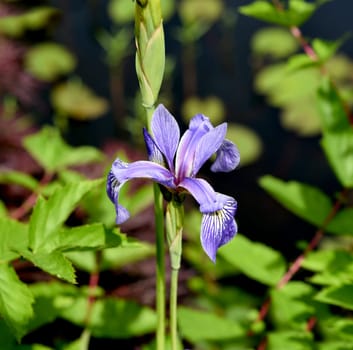 The Siberian Iris,Iris sibirica,is a medicinal plant and a water and marsh plant with blue flowers. It is also often wild.