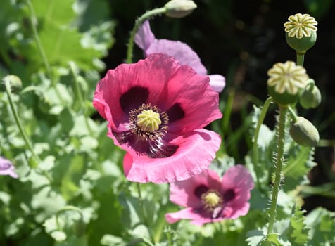 Opium poppy,Papaver somniferum is an intoxicant and a useful and medicinal plant.