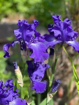 The iris is a wild flower with blue flowers.