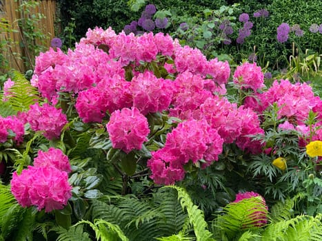 Rhododendron Germania is an evergreen dwarf wood that produces beautiful flowers in spring.
