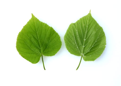 . Linden tree,Tilia Cordata,is an important medicinal plant and is used in medicine.