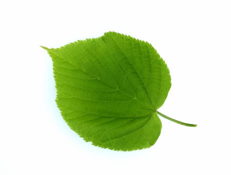 . Linden tree,Tilia Cordata,is an important medicinal plant and is used in medicine.