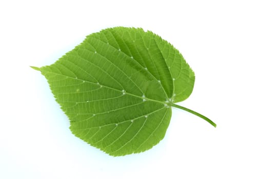 . Linden tree,Tilia Cordata,is an important medicinal plant and is used in medicine.