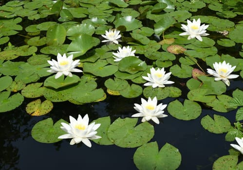 Garden pond,with water lilies and other water plants and flowers belongs in every garden that looks good.