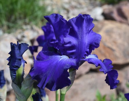 The iris is a wild flower with blue flowers.