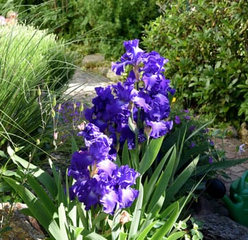 The iris is a wild flower with blue flowers.