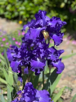 The iris is a wild flower with blue flowers.