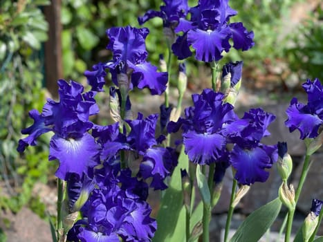 The iris is a wild flower with blue flowers.