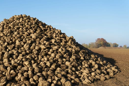 Harvested sugar beet in a field in Germany before being transported to the sugar factory