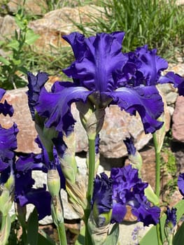 The iris is a wild flower with blue flowers.