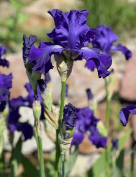 The iris is a wild flower with blue flowers.