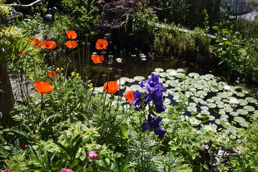 Garden pond,with water lilies and other water plants and flowers belongs in every garden that looks good.