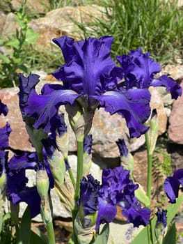 The iris is a wild flower with blue flowers.