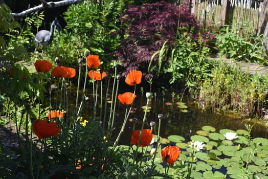 Garden pond,with water lilies and other water plants and flowers belongs in every garden that looks good.