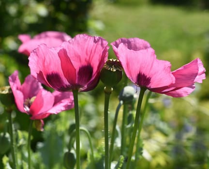 Opium poppy,Papaver somniferum is an intoxicant and a useful and medicinal plant.