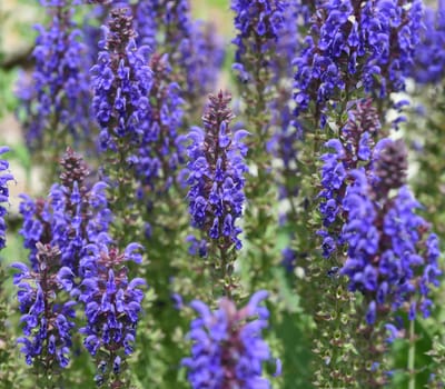Steppe sage,Salvia nemorosa,is an attractive perennial plant with blue flowers for a rock garden.