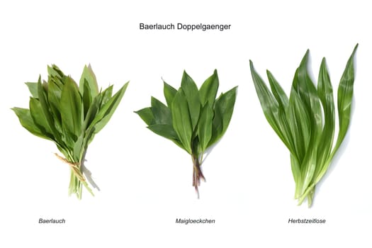 Allium  Ursinum garlic is an important herb and medicinal plant that has a garlic scent with white flowers. It has several poisonous doppelgangers,(double runner) such as lily of the valley,autumn crocus and arum.