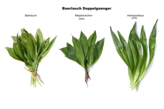 Allium  Ursinum garlic is an important herb and medicinal plant that has a garlic scent with white flowers. It has several poisonous doppelgangers,(double runner) such as lily of the valley,autumn crocus and arum.
