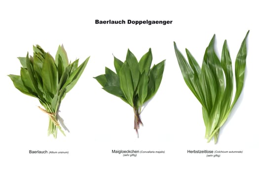 Allium  Ursinum garlic is an important herb and medicinal plant that has a garlic scent with white flowers. It has several poisonous doppelgangers,(double runner) such as lily of the valley,autumn crocus and arum.
