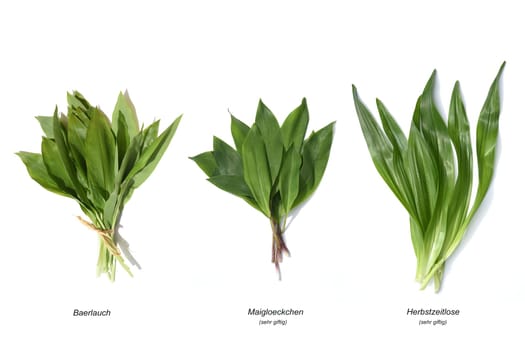 Allium  Ursinum garlic is an important herb and medicinal plant that has a garlic scent with white flowers. It has several poisonous doppelgangers,(double runner) such as lily of the valley,autumn crocus and arum.