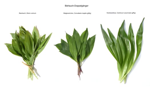 Allium  Ursinum garlic is an important herb and medicinal plant that has a garlic scent with white flowers. It has several poisonous doppelgangers,(double runner) such as lily of the valley,autumn crocus and arum.