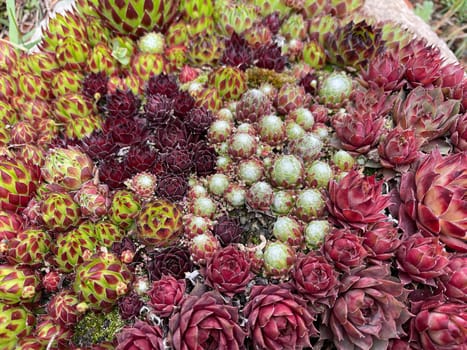 Houseleek,Sempervivum,tectorum,is a medicinal plant and an alpine flower with red flowers.