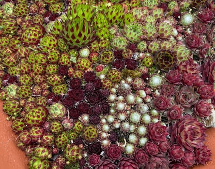 Houseleek,Sempervivum,tectorum,is a medicinal plant and an alpine flower with red flowers.