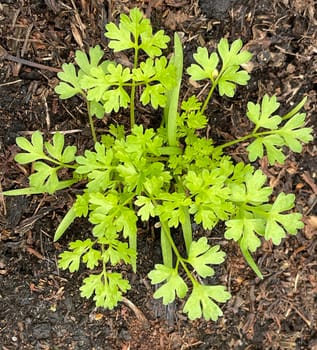 Chervil,Anthriscus cerefolium,is an important medicinal and medicinal plant. The herb is also used in the Frankfurt green sauce.