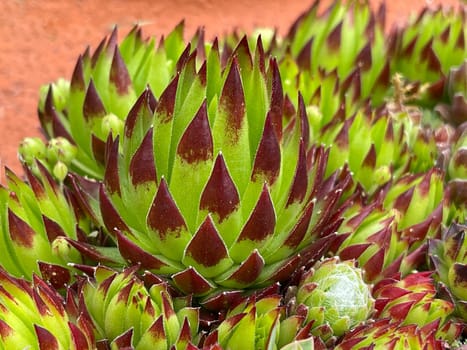 Houseleek,Sempervivum,tectorum,is a medicinal plant and an alpine flower with red flowers.