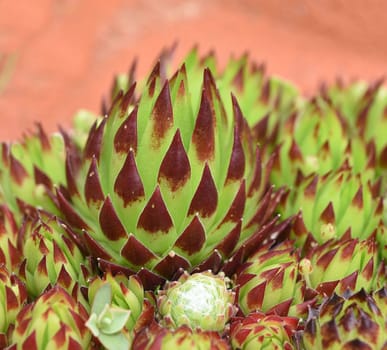 Houseleek,Sempervivum,tectorum,is a medicinal plant and an alpine flower with red flowers.