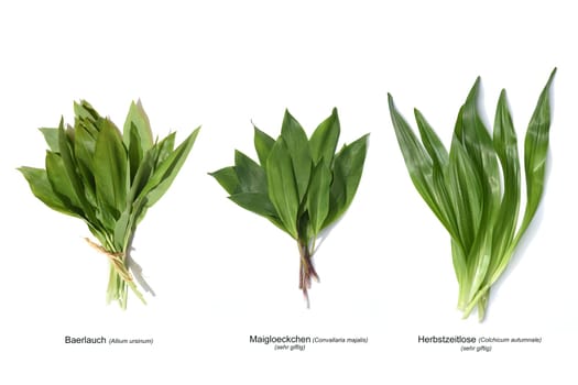 Allium  Ursinum garlic is an important herb and medicinal plant that has a garlic scent with white flowers. It has several poisonous doppelgangers,(double runner) such as lily of the valley,autumn crocus and arum.