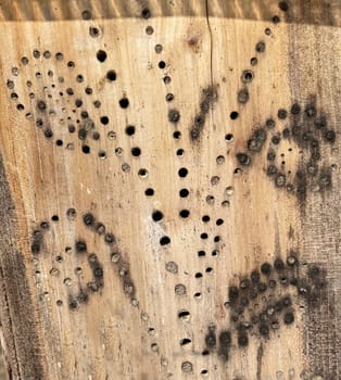 Insect hotels serve insects,especially wild bees,as a shelter and breeding ground.