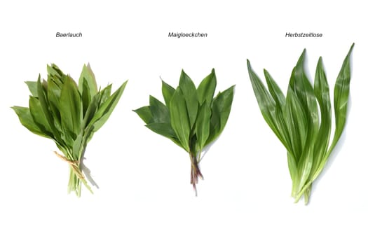 Allium  Ursinum garlic is an important herb and medicinal plant that has a garlic scent with white flowers. It has several poisonous doppelgangers,(double runner) such as lily of the valley,autumn crocus and arum.
